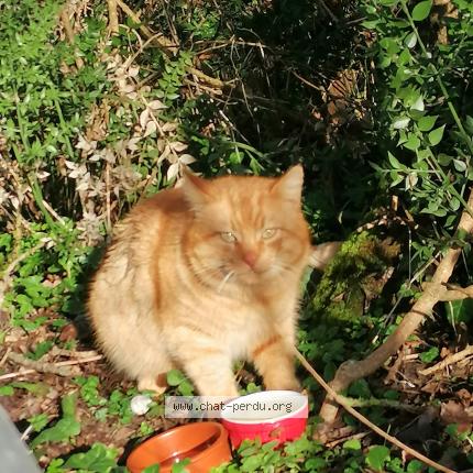 Foto 1/2 Gato encontrado Encontrado en Briollay