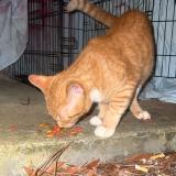 Foto de gato encontrado en Athens