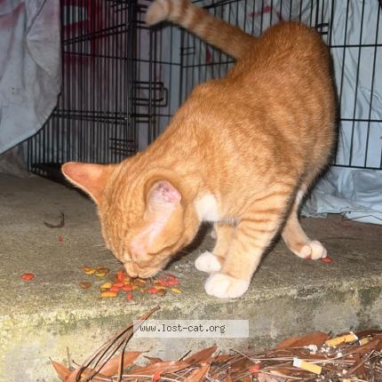 Foto 1/1 Gato encontrado Encontrado en Athens