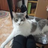 Foto del gato perdido en La Tablada