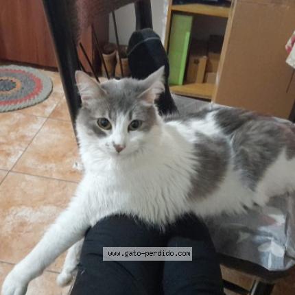 Foto 1/1 Lionel Chat perdido en La tablada