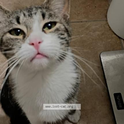 Foto 1/1 Angel Chat perdido en North las vegas