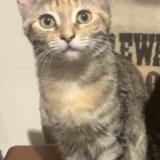 Foto del gato perdido en St Isidore