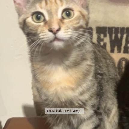 Foto 1/1 Inesse Chat perdido en St isidore