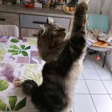 Foto del gato perdido en Pezenas