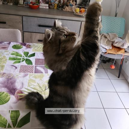 Foto 1/1 Simba Chat perdido en Pezenas