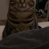 Foto del gato perdido en Messy