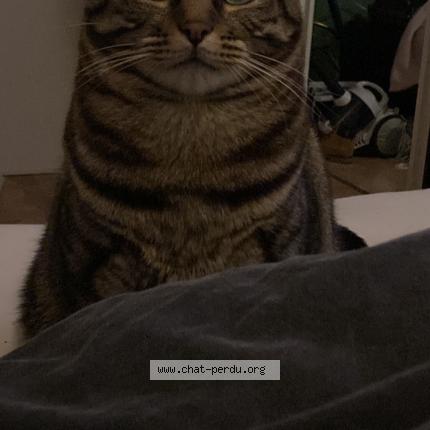 Foto 1/1 Smarties Chat perdido en Messy