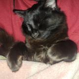 Foto del gato perdido en Santa Maria