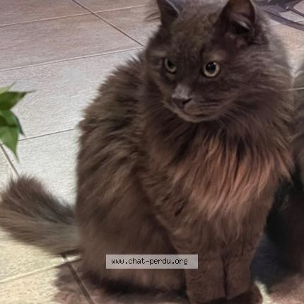 Foto 1/1 Edgar Chat perdido en Angers