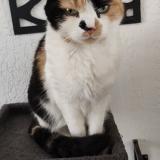 Foto del gato perdido en Saint Etienne