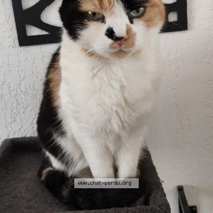 Foto 1/1 Mia Chat perdido en Saint etienne