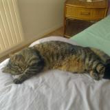 Foto del gato perdido en Cannes La Bocca