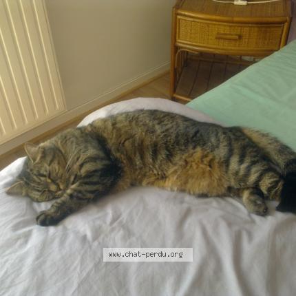 Foto 1/2 MINOUCHE Chat perdido en Cannes la bocca