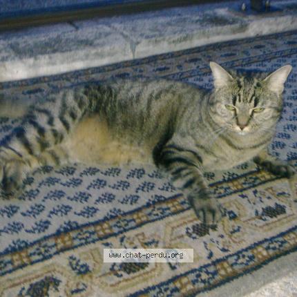 Foto 2/2 MINOUCHE Chat perdido en Cannes la bocca