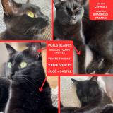 Foto del gato perdido en Gradignan