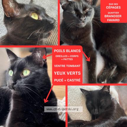 Foto 1/5 Ori Chat perdido en Gradignan