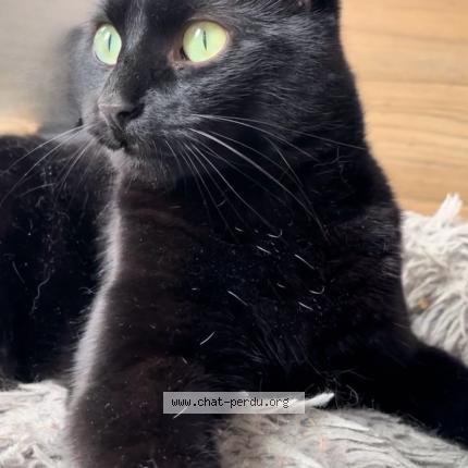 Foto 2/5 Ori Chat perdido en Gradignan