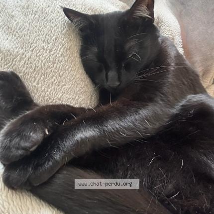 Foto 3/5 Ori Chat perdido en Gradignan