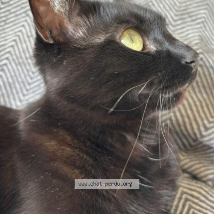 Foto 4/5 Ori Chat perdido en Gradignan