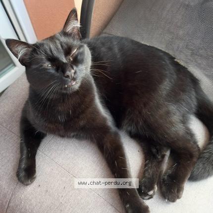 Foto 5/5 Ori Chat perdido en Gradignan