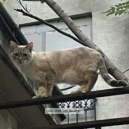 Foto 1/1 Bijou Chat perdido en Aubervilliers