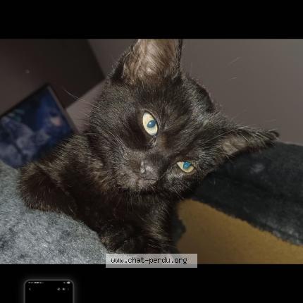 Foto 1/1 Ruby Chat perdido en Andel