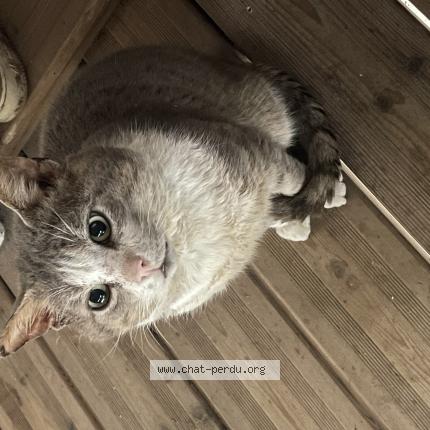 Foto 1/1 Gato encontrado Encontrado en Chalonnes sur loire