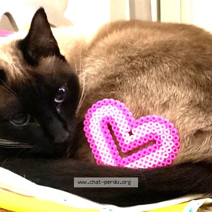 Foto 1/1 Jerry Chat perdido en Wezembeek oppem