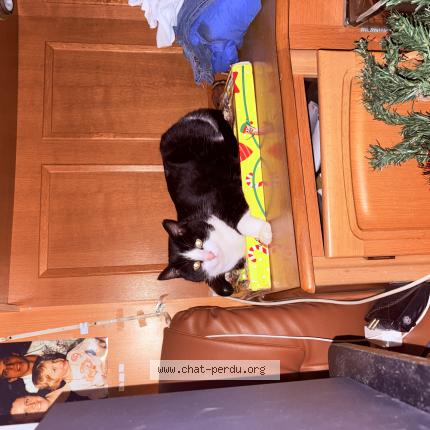 Foto 1/1 Simba Chat perdido en Bourgtheroulde