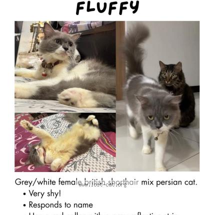 Foto 1/1 Fluffy Chat perdido en Singapore