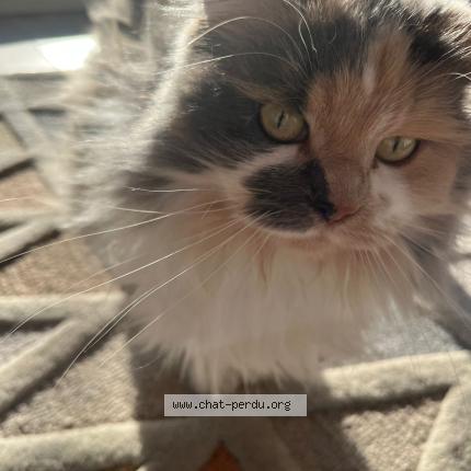 Foto 1/1 LOLA Chat perdido en Rambouillet