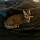 Foto del gato perdido en Corps Nuds