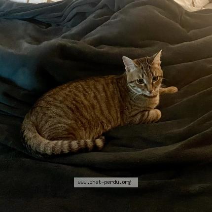 Foto 1/1 Zizou Chat perdido en Corps nuds