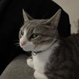 Foto del gato perdido en Rognes