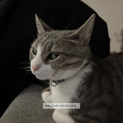 Foto 1/1 Crystal Chat perdido en Rognes