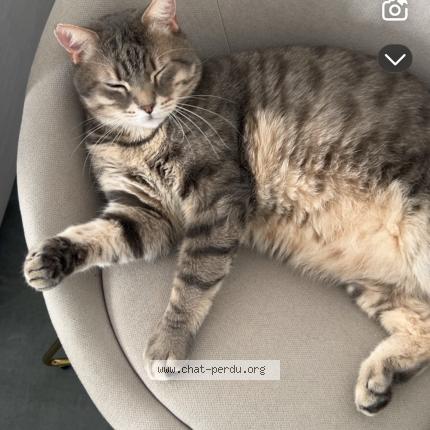 Foto 1/1 Romy Chat perdido en Bourguebus