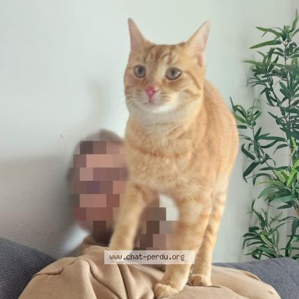 Foto 1/1 Maui Chat perdido en L oie