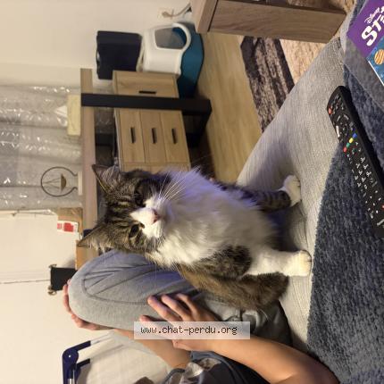 Foto 1/1 Potter Chat perdido en Anglet