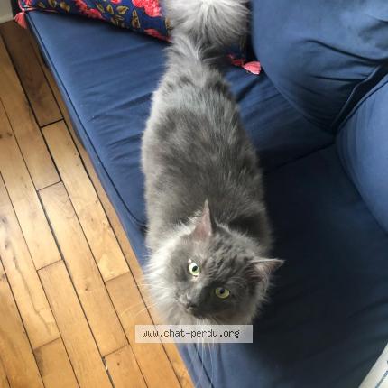 Foto 1/1 Gato encontrado Perdido en Montigne les rairies