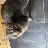 Foto de gato encontrado en Montauban