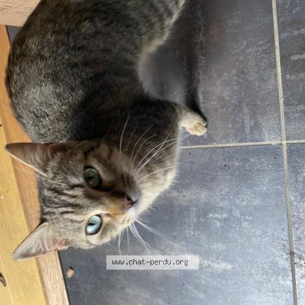 Foto 1/1 Gato encontrado Encontrado en Montauban