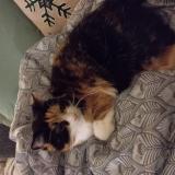 Foto del gato perdido en Phaffans