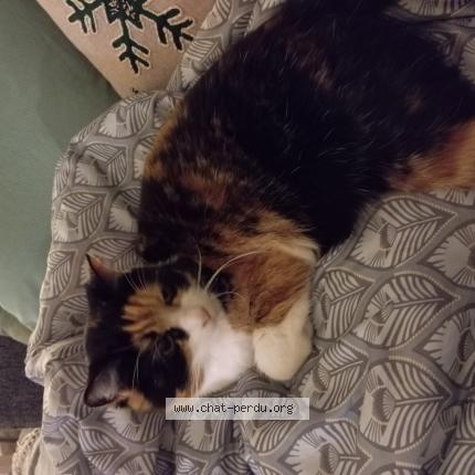 Foto 1/1 CHIPIE Chat perdido en Phaffans