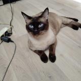 Foto de gato encontrado en Argeles Sur Mer