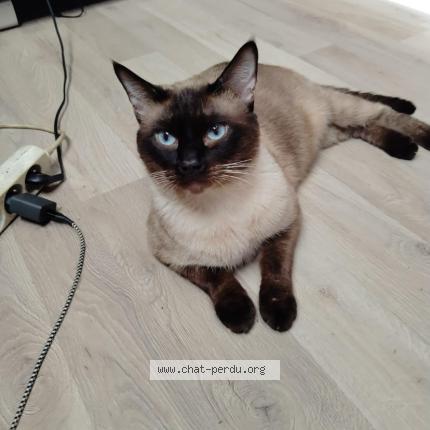 Foto 1/1 Gato encontrado Encontrado en Argeles sur mer