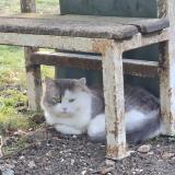 Foto del gato perdido en Parmain