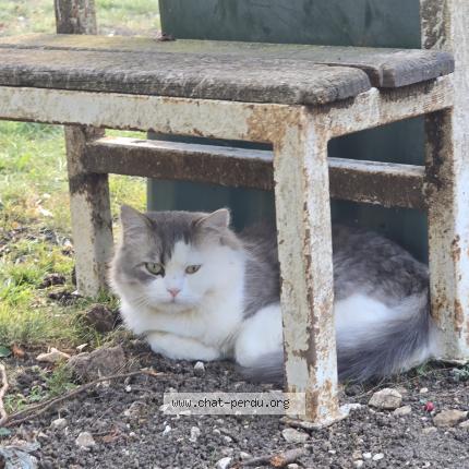 Foto 1/1 Upa Chat perdido en Parmain