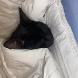 Foto del gato perdido en Melun