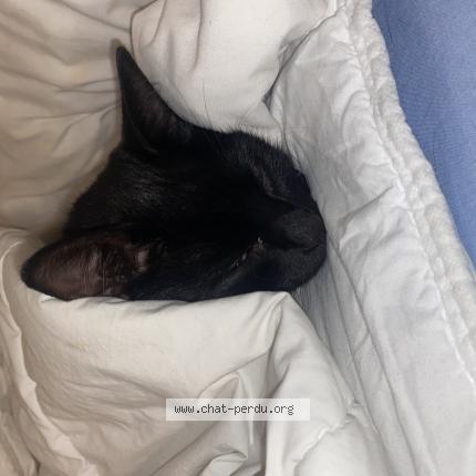 Foto 1/1 Morad Macherak Chat perdido en Melun